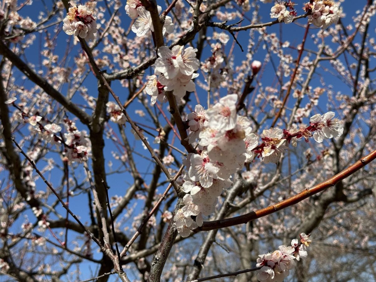 偕楽園といえば梅の花 loading=